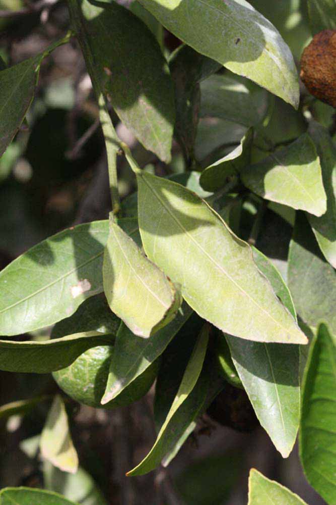              Sun leaves (Riverside, CA)       